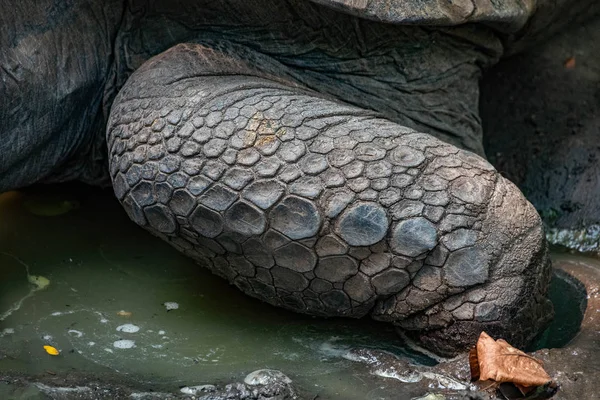 Aldabra龟腿上的鳞片 — 图库照片