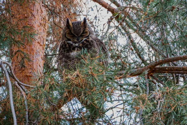 Çam Ağacında Büyük Boynuzlu Baykuş — Stok fotoğraf