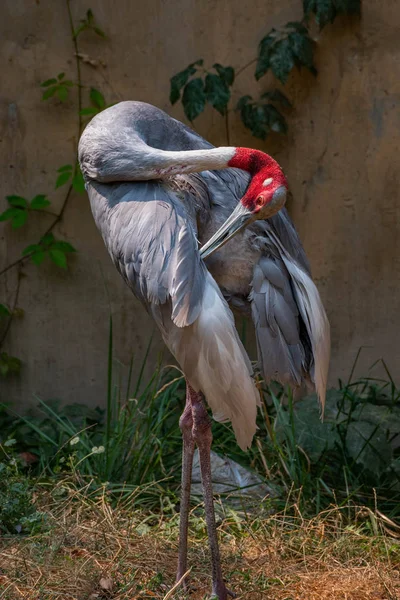Sarus Crane bazı bitkilerin etrafında tüylerini serpiyor..