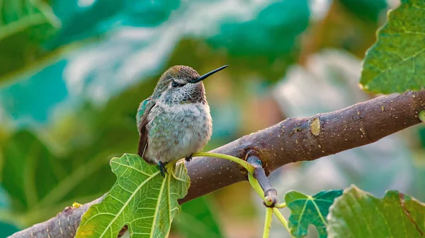 Calliope Hummingbird pe Branch Wide — Fotografie, imagine de stoc