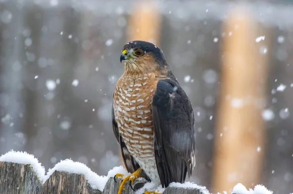 Cooper\'s Hawk Watching