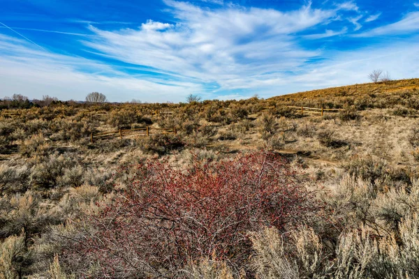 Desert Red Bush — Stock Photo, Image