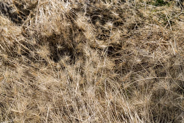 Foothill Tall Grass — Stock Photo, Image