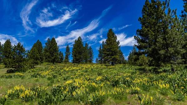 Орегонское небо — стоковое фото