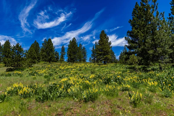 Oregon Sky — Stock Photo, Image