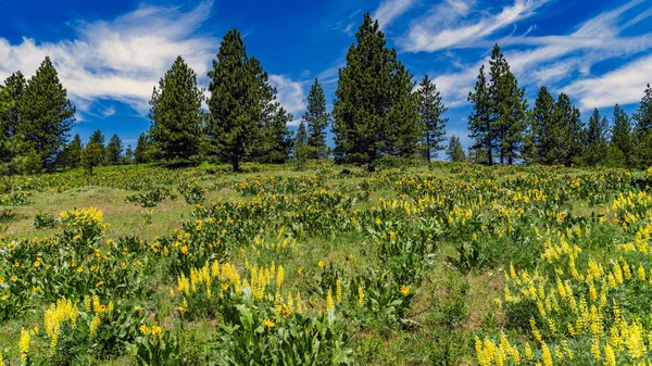 Орегонское лето — стоковое фото