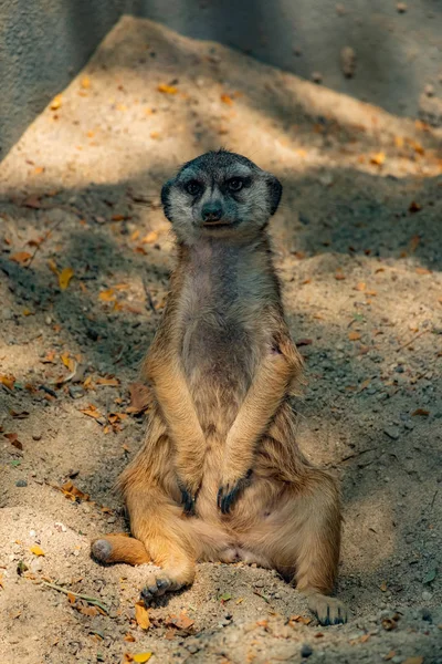 Meerkat Sitting — Stock Photo, Image