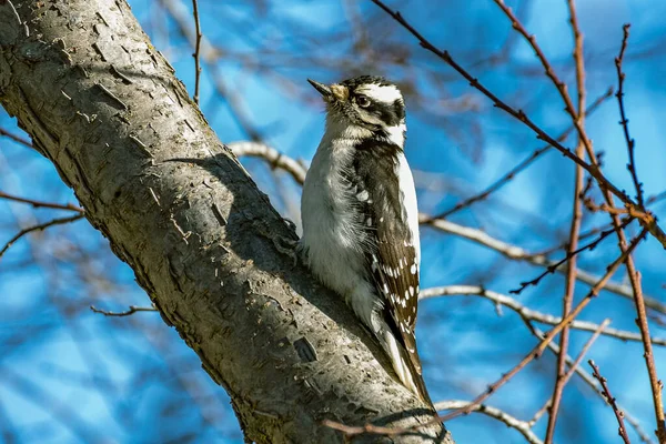 Peludo Woodpecker Fêmea Empoleirado Galho Ameixa Com Fundo Azul Céu — Fotografia de Stock