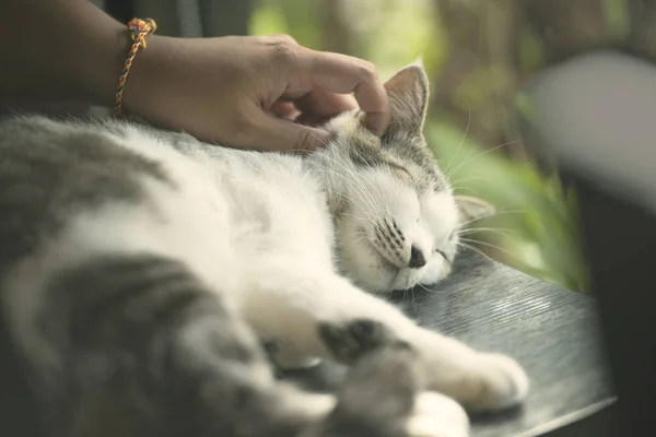 Χέρι Ελαφρύ Κτύπημα Στο Κεφάλι Της Γάτας Ενώ Αυτός Κοιμάται — Φωτογραφία Αρχείου