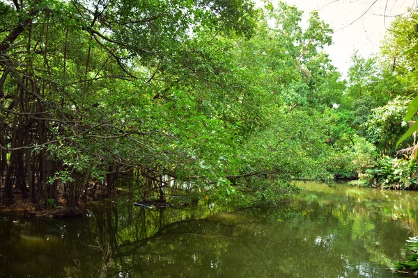 Schöne Naturkulisse Des Flusses Südostasien Tropischer Grüner Wald Mit Bergen — Stockfoto