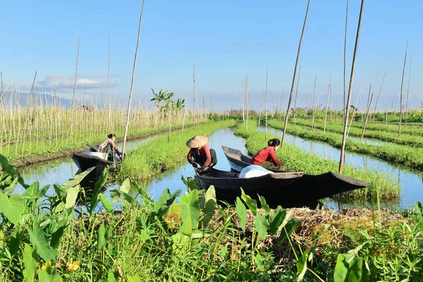 Persone Inle Locali Sul Lavoro Giardino Galleggiante — Foto Stock