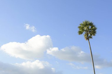 Hindistan cevizi ağaçları ile güneşli gün denizde ve arka plan mavi gökyüzünde.