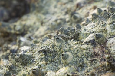 Zıpzıpı balık, amfibi balık, balıklar mangrov üzerinde.