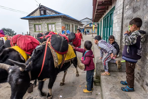 Яки Товарами Пути Базовому Лагерю Эверест Дети Играют Ними — стоковое фото