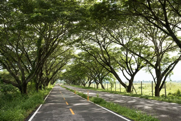 Asphalt after rain in puddles. Road, tunnel of trees. Foliage, summer, beautiful landscape and background