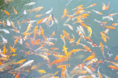 Birçok bok balık gölette yüzmek.