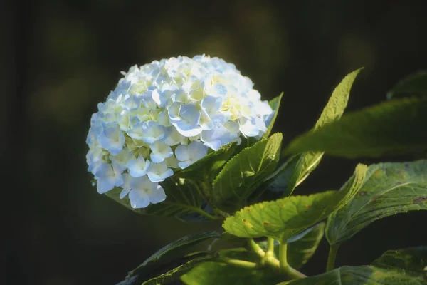 Belle hortensia blanche et bleue ou fleur d'hortensia en gros plan . — Photo