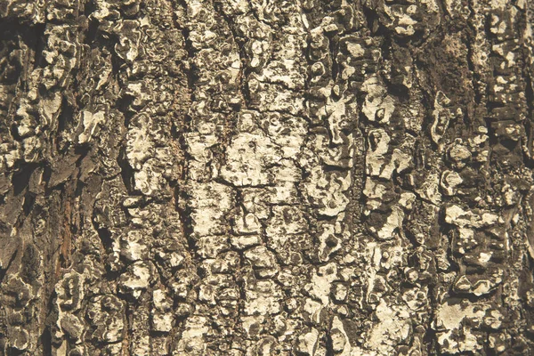 Világos barna fa kéreg textúra — Stock Fotó