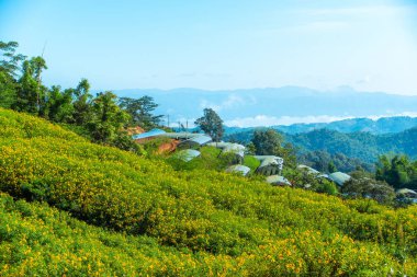 Yetiştirme arsa ve kopya s ile dağda Sarı çiçek alanı