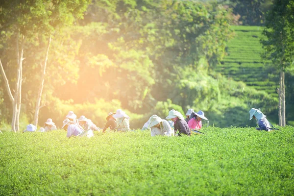 Gruppo di lavoratori raccogliere punta di piantagione di tè — Foto Stock