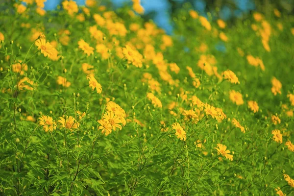 Hermoso campo de girasol amarillo con licencia verde y salida del sol . —  Fotos de Stock