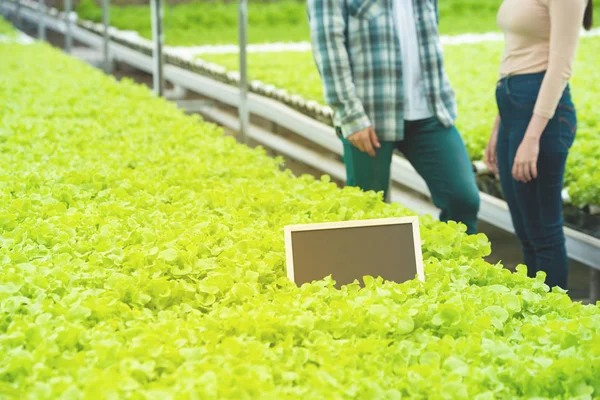 Placa preta pequena vazia no vegetal verde em orgânico hipogênico — Fotografia de Stock