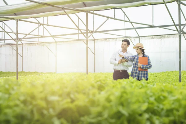 Asyalı kadın çiftçi yeşil marul belge dosyaları nokta kalem tutun