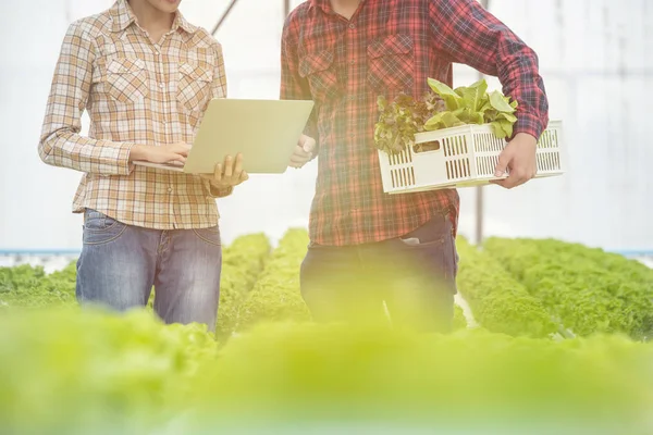 tarım, bahçecilik, tarım, hasat ve insan kavramı - yeşil meşe kutusu ile genç asya çift ve çiftlik sera hidroponik organik tablet pc bilgisayar.