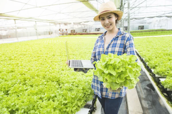 Sera hidroponik organik dizüstü bilgisayar ile Asya kadın çiftçi elinde yeşil meşe sebze odaklanmıştır. Küçük işletme girişimci ve organik sebze çiftliği ve sağlıklı gıda kavramı