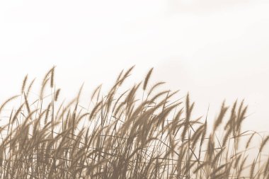 Parlak turuncu gökyüzü arka plan ile çim çiçek