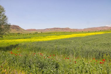 Cennet, dünya, şömineler, çimenler, manzara çiçekler yanıyor.