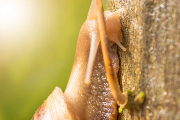 カタツムリと木製の緑の自然 — ストック写真