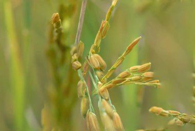 Pirinç makroyu oluşturan yeşil kapatın.