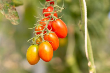 Çiftlik domates Bush