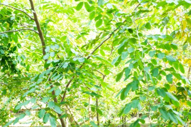 yeşil yaprakları ile güçlü ağaç