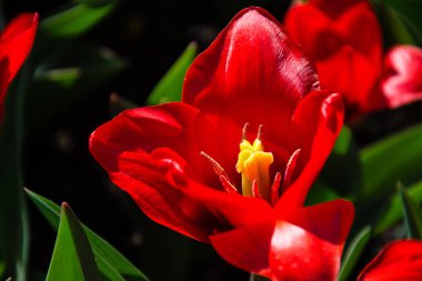 Tulipsform bahar çiçek açan çok yıllık otsu bulbiferous geophytes cinsi bir. Çiçekleri genellikle büyük, gösterişli ve parlak renkli, genellikle kırmızı, sarı veya beyaz. 