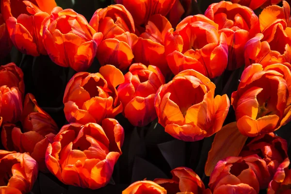Tulipsform Rod Kvetoucí Jaře Vytrvalá Léčivá Bulbiferous Geofyty Květy Jsou — Stock fotografie