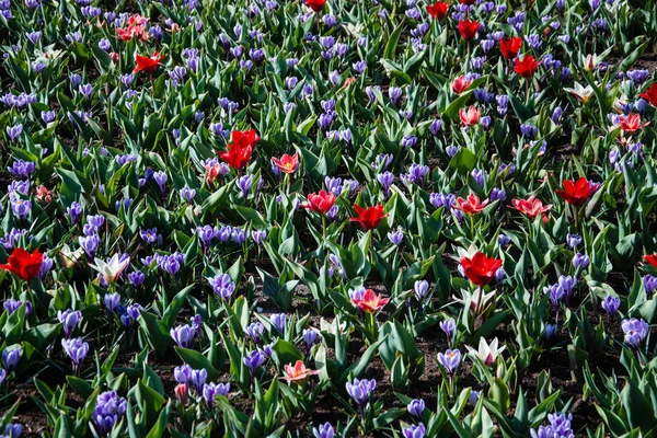 Tulipsform Rod Kvetoucí Jaře Vytrvalá Léčivá Bulbiferous Geofyty Květy Jsou — Stock fotografie