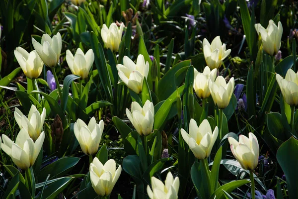 Los Tulipanes Forman Género Geófitos Herbáceos Perennes Florecientes Primavera Las — Foto de Stock
