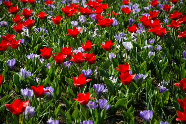 Tulipsform Rod Kvetoucí Jaře Vytrvalá Léčivá Bulbiferous Geofyty Květy Jsou — Stock fotografie