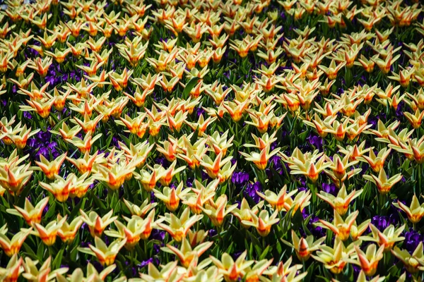 Тюльпаны Образуют Род Весенне Цветущих Многолетних Травянистых Луковичных Геофитов Цветы — стоковое фото
