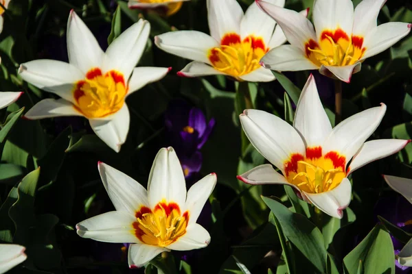 Los Tulipanes Forman Género Geófitos Herbáceos Perennes Florecientes Primavera Las — Foto de Stock