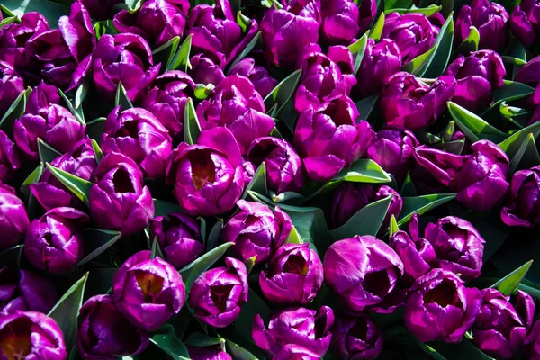 Tulipsform Rodzaj Wiosną Kwitnące Byliny Zielne Bulbiferous Sosna Nadmorska Kwiaty Obrazek Stockowy