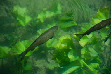 Krka Ulusal Parkı Hırvatistan 'ın Dalmaçya kentindeki ulusal parklardan biri..