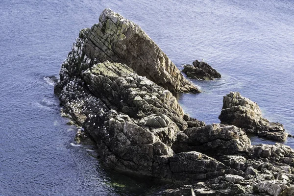 Yay Keman Portknockie Skoçya Nın Kuzeydoğu Sahil Üzerinde Yakınındaki Bir — Stok fotoğraf