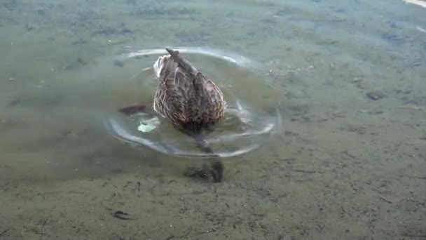 Yaban Ördeği Amerika Avrasya Kuzey Afrika Doğurmak Dabbling Ördek Olduğunu — Stok video