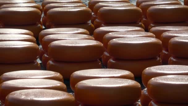 アルクマールの主な魅力は ワグプレインのチーズ市場です — ストック動画