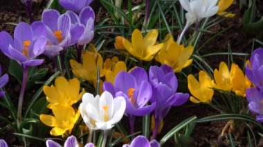 Çiğdem çiçekli bitkiler Iris ailesindeki dır.