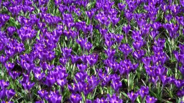 Çiğdem çiçekli bitkiler Iris ailesindeki dır.