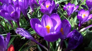 Çiğdem çiçekli bitkiler Iris ailesindeki dır.